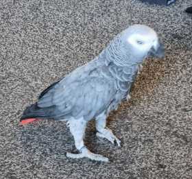 Lost African Grey