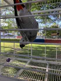 Lost African Grey