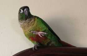 Lost Conure