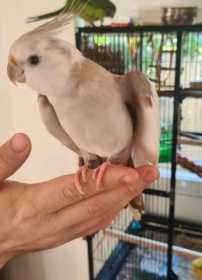 Lost Cockatiel