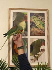 Lost Alexandrine