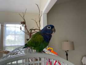 Lost Pionus