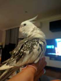 Lost Cockatiel