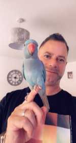 Lost Indian Ringneck Parakeet