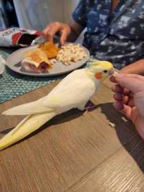 Lost Cockatiel