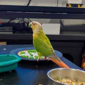 Lost Conure