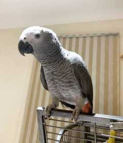 Lost African Grey