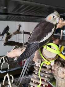 Lost Cockatiel