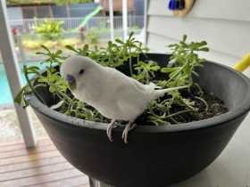 Lost Budgerigar