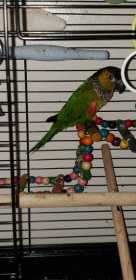 Lost Conure