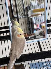 Lost Cockatiel