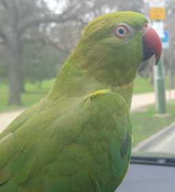 Lost Indian Ringneck Parakeet