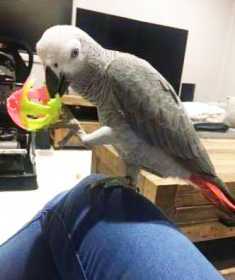 Lost African Grey