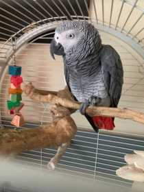 Lost African Grey