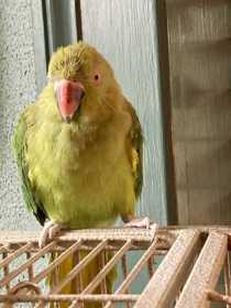 Lost Indian Ringneck Parakeet