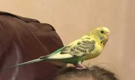 Lost Budgerigar