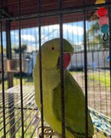 Lost Indian Ringneck Parakeet