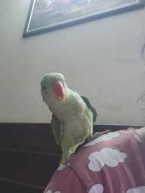 Lost Alexandrine