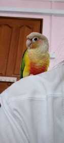 Lost Conure