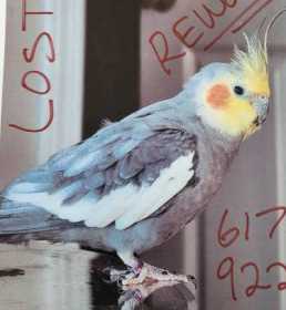 Lost Cockatiel