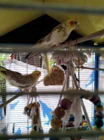 Lost Cockatiel