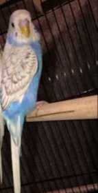 Lost Budgerigar