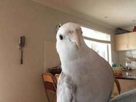 Lost Cockatiel