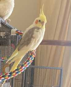 Lost Cockatiel