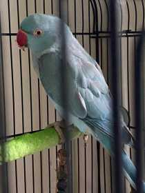 Lost Indian Ringneck Parakeet