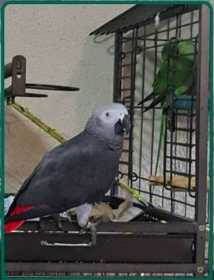 Lost African Grey