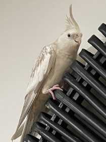 Lost Cockatiel