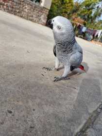 Lost African Grey
