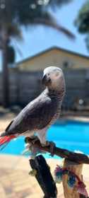 Lost African Grey