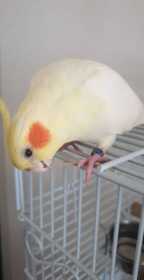 Lost Cockatiel