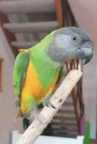 Lost Senegal
