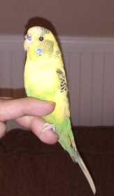 Lost Parakeet