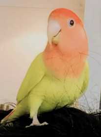 Lost Lovebird