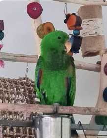 Lost Eclectus