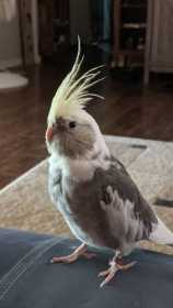 Lost Cockatiel