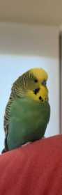 Lost Budgerigar