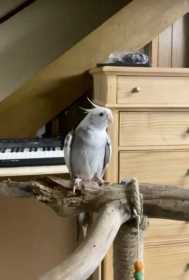 Lost Cockatiel