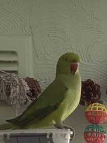 Lost Indian Ringneck Parakeet