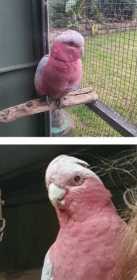 Lost Galah Cockatoo