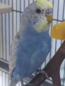 Lost Budgerigar