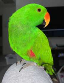 Lost Eclectus