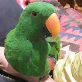 Lost Eclectus