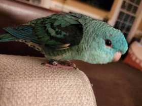 Lost Lineolated Parakeet