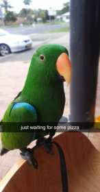 Lost Eclectus