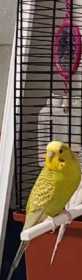 Lost Parakeet