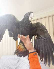 Lost Black Cockatoo